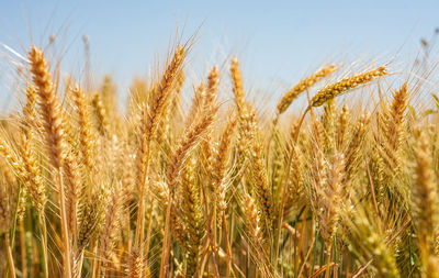 Close-up of wheat crops on field against sky