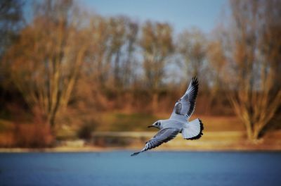 Close-up of bird flying against sky