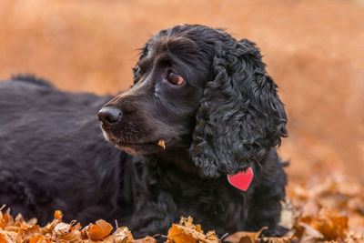 Close-up of dog looking away