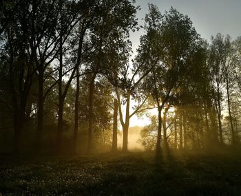 Sunlight streaming through trees in forest