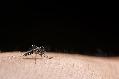 Close-up of mosquito on human skin against black background