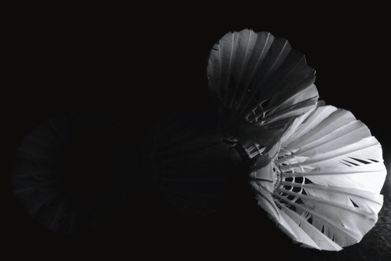 indoors, studio shot, black background, flowering plant, flower, close-up, beauty in nature, no people, flower head, vulnerability, fragility, petal, inflorescence, nature, plant, pollen, hand fan, freshness, art and craft, white color, stage