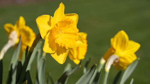 Close-up of yellow daffodil flowers in field