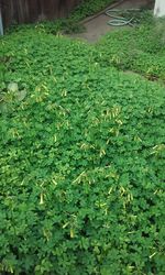 High angle view of plants growing on field