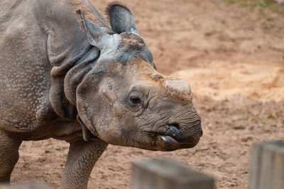 Close-up of elephant in zoo