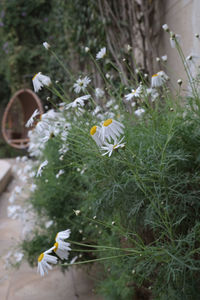 Close-up of yellow flowers blooming outdoors
