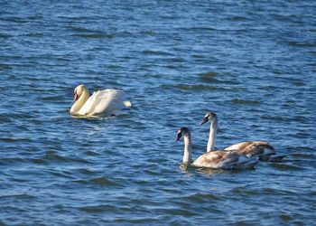 Swans swimming in lake