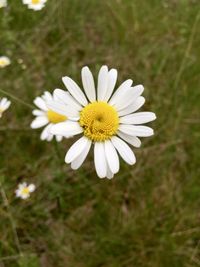 Close-up of white daisy blooming outdoors