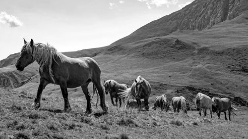 Horses in a field