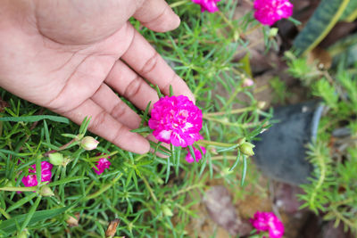 Close-up of hand holding pink flowering plant