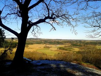 Bare trees on grassy field against sky