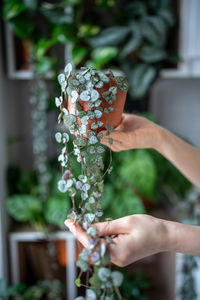 Cropped hand of woman holding flower