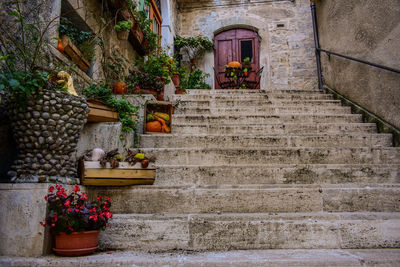 Potted plants on staircase of building