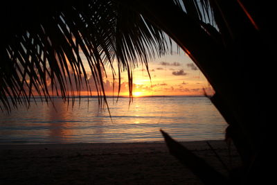 Silhouette palm tree by sea against sky during sunset