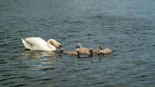 Swans swimming in lake