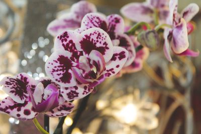 Close-up of pink flowers blooming outdoors