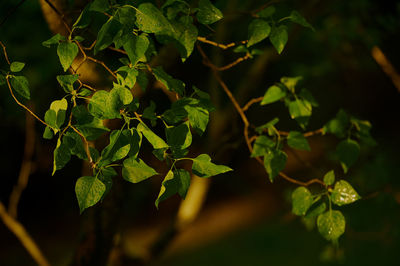 Close-up of fresh green leaves on plant