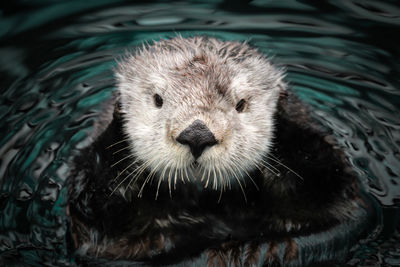 Sea otter posing in the water