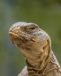 Close-up of lizard