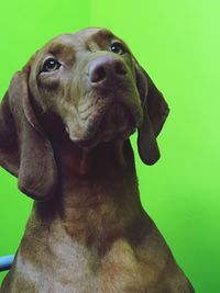 Close-up of dog against green background