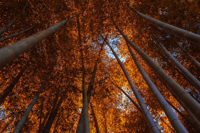 Low angle view of trees in forest during autumn