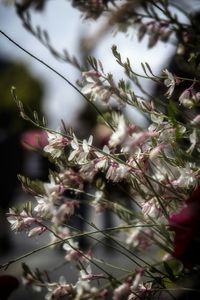 Close-up of flowers