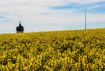 Yellow flowering plants on field against sky