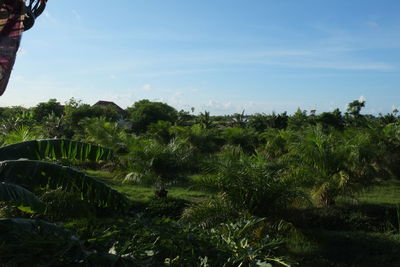 Plants and trees on field against sky