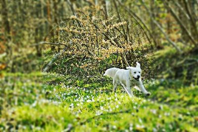 Dog standing on grassy field