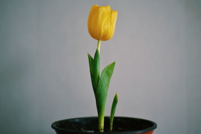 Close-up of potted plant