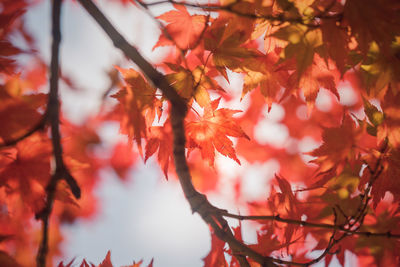 Low angle view of maple leaves on tree