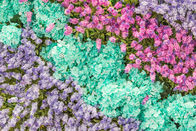 High angle view of pink flowering plant