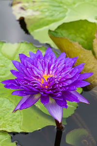 Close-up of purple water lily