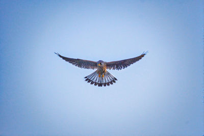Low angle view of eagle flying in sky