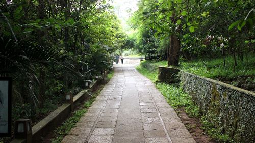 Walkway amidst trees