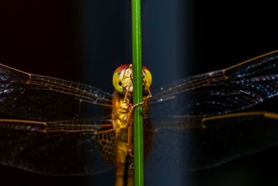 Close-up of insect