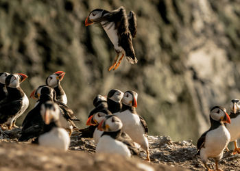 Close-up of birds in the water