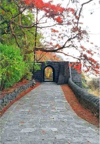 Arch bridge amidst trees in park during autumn