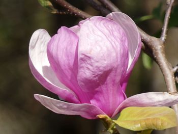 Close-up of pink rose flower