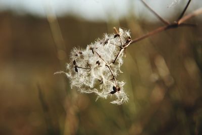 Close-up of insect on dandelion