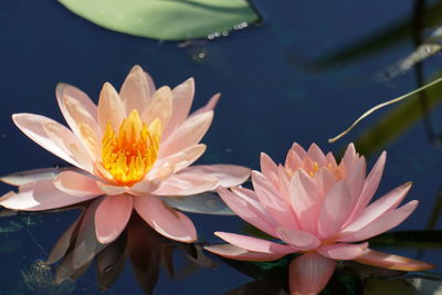 High angle view of water lilies blooming in pond