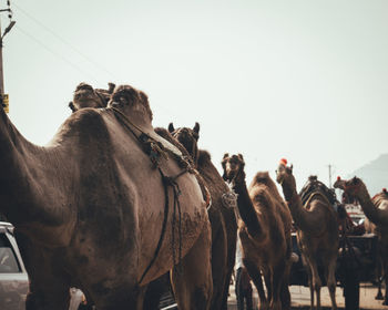 Group of horses