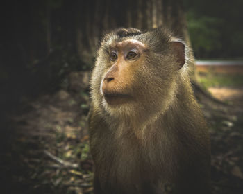 Close-up of monkey in forest