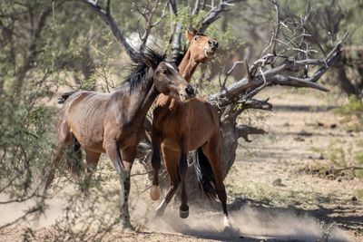 Horses in a forest