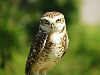 Close-up portrait of burrowing owl