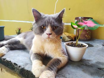 Close-up portrait of cat by potted plant