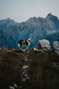 View of a sheep on rock