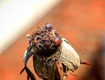 Close-up of bee on flower