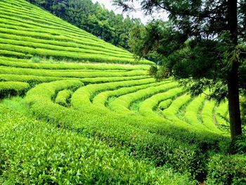 Scenic view of agricultural field