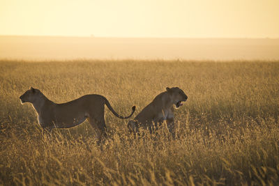 Side view of lioness on grassy field during sunset